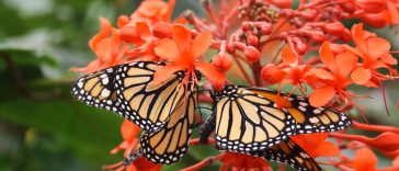 Mariposa Monarca Reach Alcance