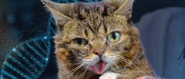 Lil Bub is Helping Fight Disease