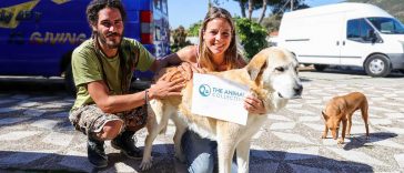 Pamela Joy Merchant: 'The Animal Collective'