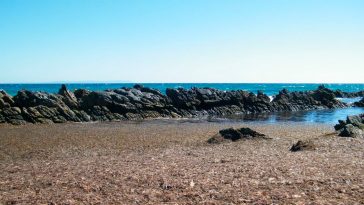 Asian Seaweed Strait of Gibraltar Tarifa