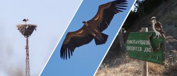migracion de aves estrecho de gibraltar 2020