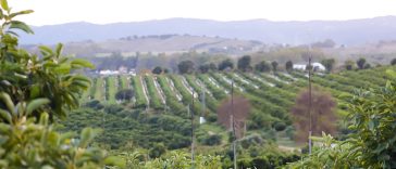 aguacates espana andalucia campo de gibraltar san roque castellar juan salido