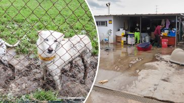 Los Barrios perrera inudacion perros SOS marzo lluvia Ana Montesdeoca